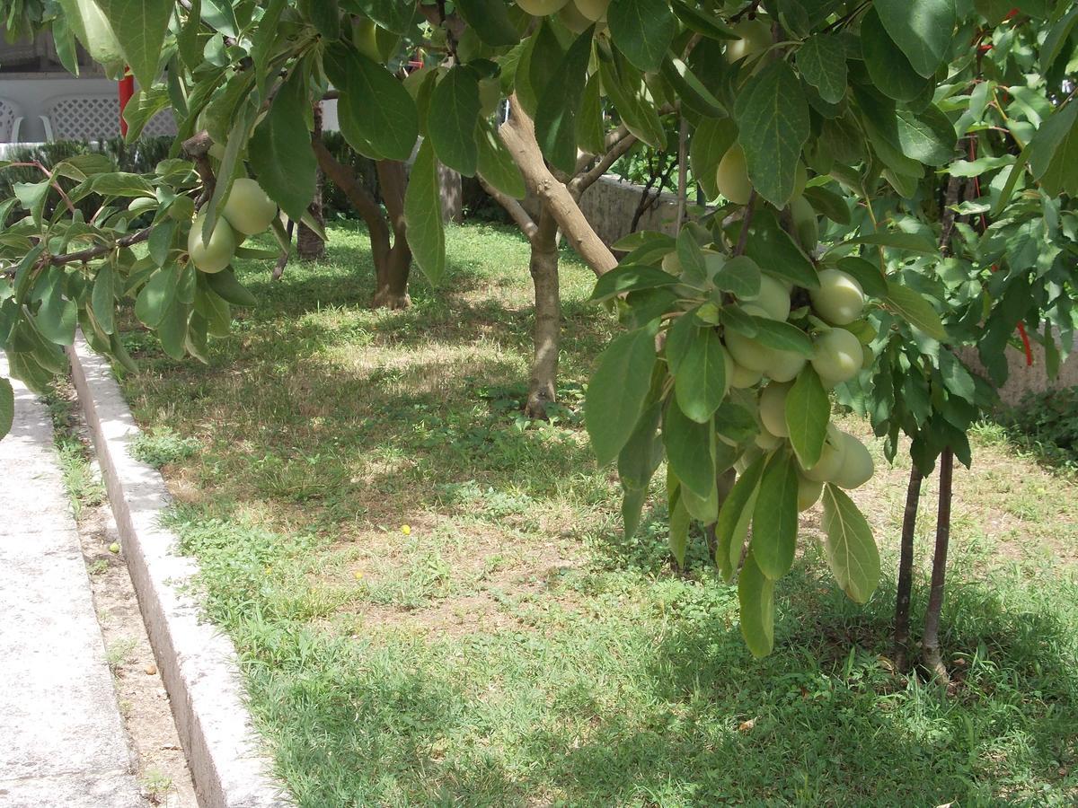 Apartment Jelaca